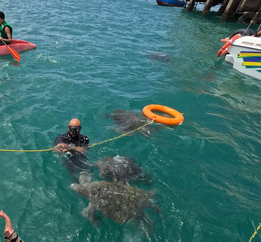Tortugas marinas nadando junto al muelle, durante el nado con tortugas